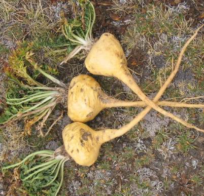 Benefits of Maca Root